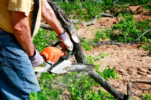 The Steps Involved in Our Tree Care Process in Seven Oaks, SC